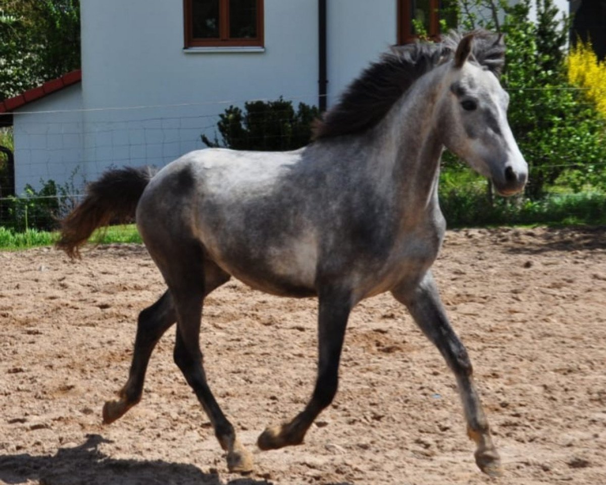 horse Moonwalk (German Riding Pony, 2019, from Magic Friday B WE)