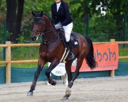 jumper Kees van de Vrouw (KWPN (Royal Dutch Sporthorse), 2015, from Latour VDM)