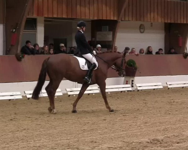 Krefeld - Reitanlage Kühnen, Junge-Pferde-Turnier 2014