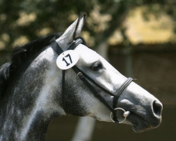 broodmare River's Ease (Oldenburg, 2002, from Riverman)