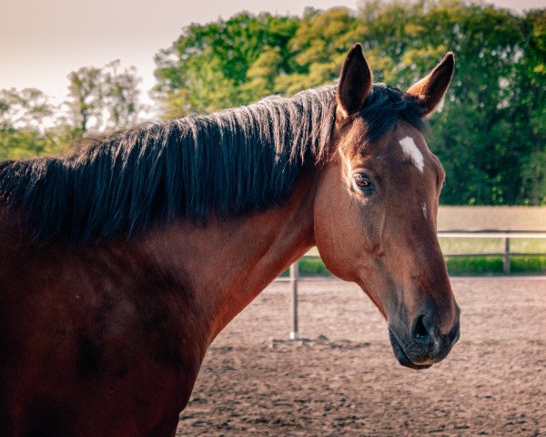 broodmare Primamärchen (Hanoverian, 2002, from Prince Thatch xx)