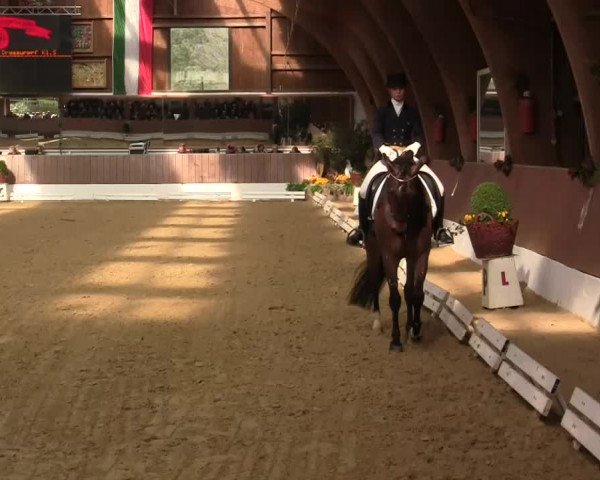 Krefeld - Reitanlage Kühnen, Junge-Pferde-Turnier 2014
