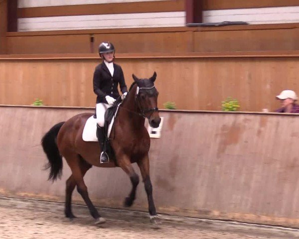 Reitturnier Risum-Lindholm 2025