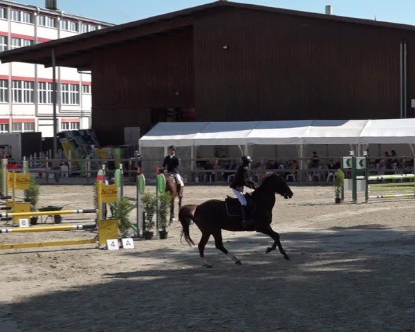 Reitturnier Sulgen 2025