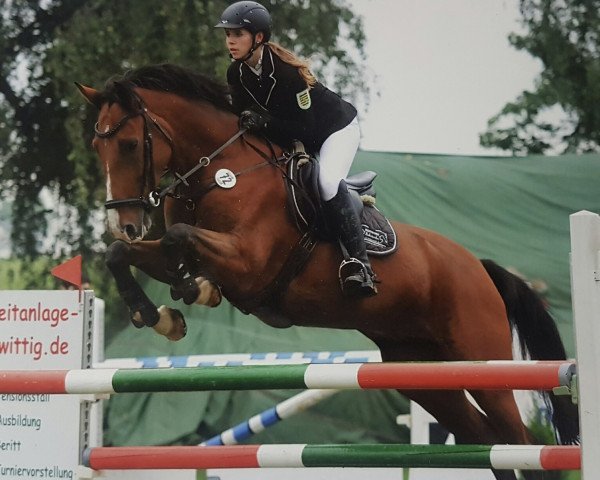 jumper Cavalido (German Sport Horse, 2007, from Cassineto)