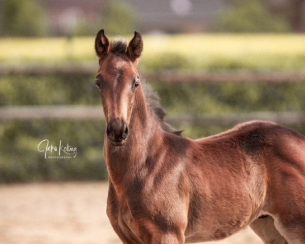stallion True Hope (Oldenburg, 2021, from Total Hope OLD)