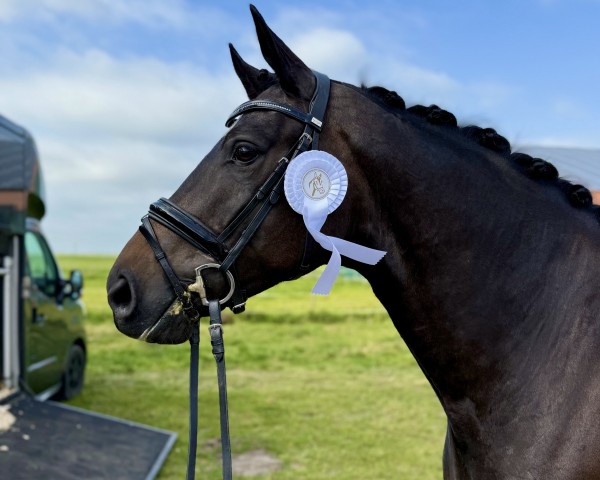 dressage horse Faubourg Tropical (Oldenburg, 2020, from For Dance)