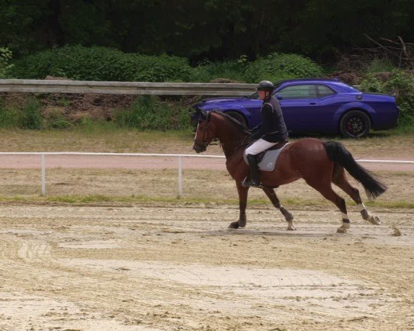 Reitturnier Heiligenwald 2025