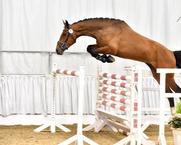 horse La Callita PJ (Hanoverian, 2016, from Pikeur Lord Fauntleroy)