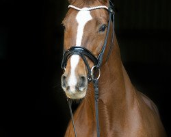 broodmare Wie Werona (Hanoverian, 2003, from Worldly I)