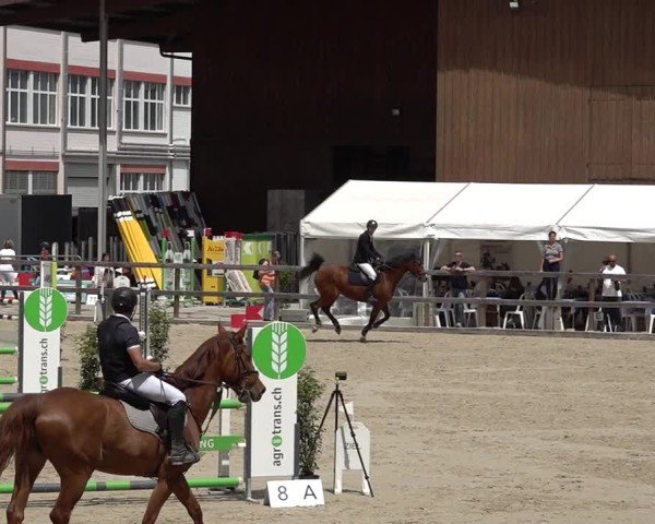 Reitturnier Sulgen 2025