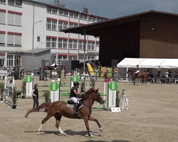 Reitturnier Sulgen 2025