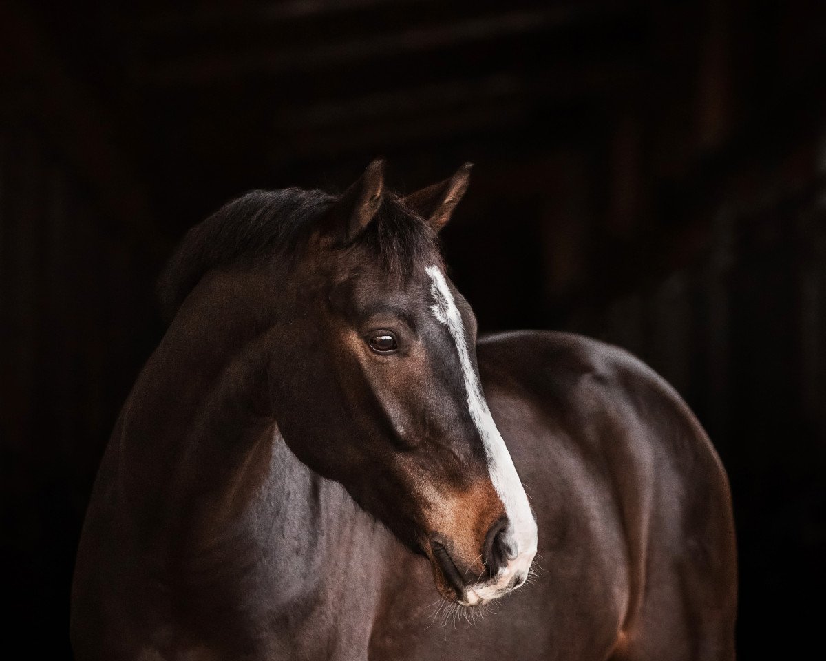 Dressurpferd Qasim (Oldenburger Springpferd, 2012, von Quality 9)