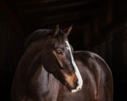 dressage horse Qasim (Oldenburg show jumper, 2012, from Quality 9)