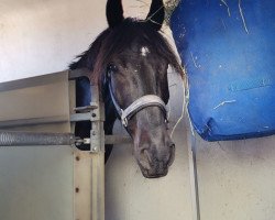 jumper Goofy (Pony without race description, 2009)
