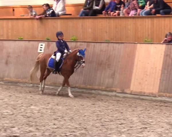 Reitturnier Risum-Lindholm 2025