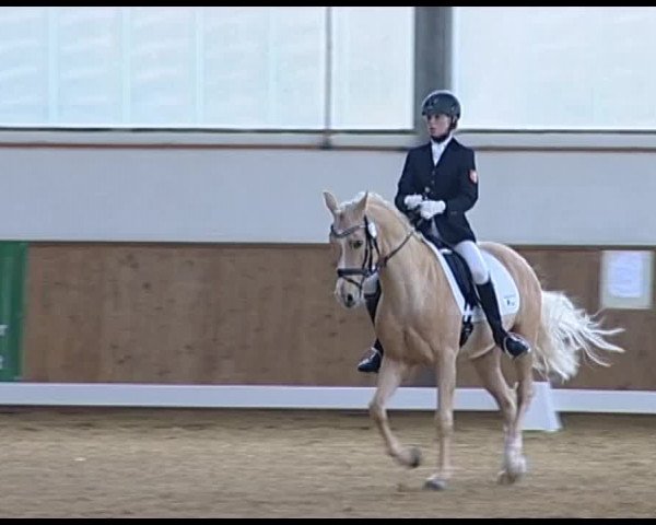 Dressurturnier Vechta 2014