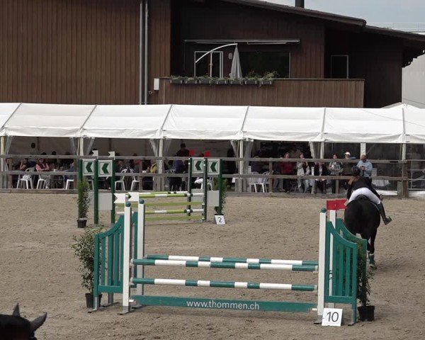 Reitturnier Sulgen 2025