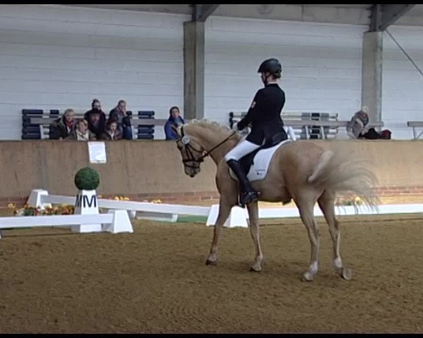 Dressurturnier Vechta 2014