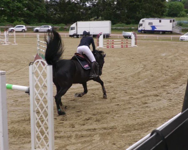 Reitturnier Heiligenwald 2025