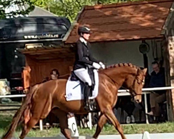 dressage horse Fenja 244 (German Sport Horse, 2018, from Sensation)