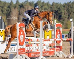 jumper My Princes v. Paradijs DB (German Sport Horse, 2018, from Manchester van't Paradijs)