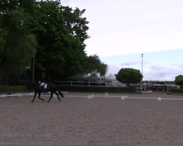 Reitturnier Müncheberg 2025