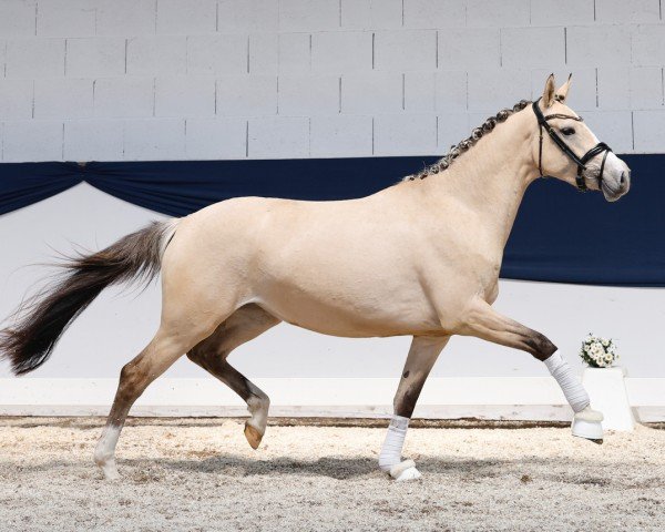 horse Von Ahlen’s Blütenstaub (German Riding Pony, 2022, from Don Papa WE)