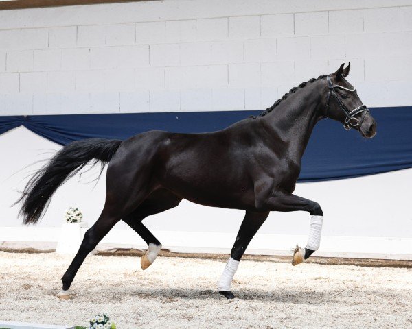 horse Meyla (Oldenburg, 2022, from Dimaggio Black)