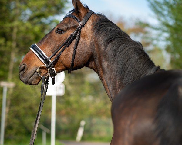 Springpferd Papa's Perd (Oldenburger, 2009, von Pilot de Hus)