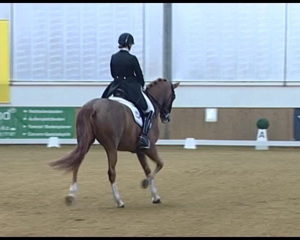 Dressurturnier Vechta 2014