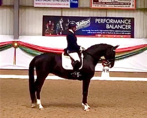 horse Sargida (Hanoverian, 2010, from Sarkozy 3)