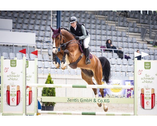 Springpferd Coco 423 (Holsteiner, 2019, von Cristallo)