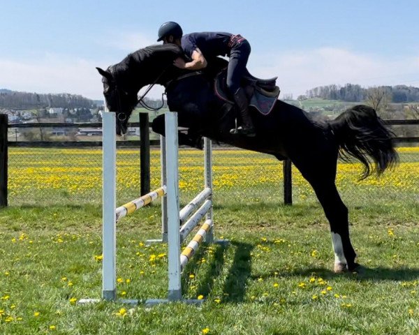 jumper Cash (Württemberger, 2017, from Croesus)