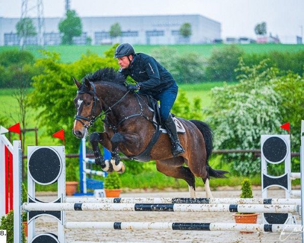 Springpferd Qabouter Khan (Belgisches Warmblut, 2016, von Balou du Rouet)