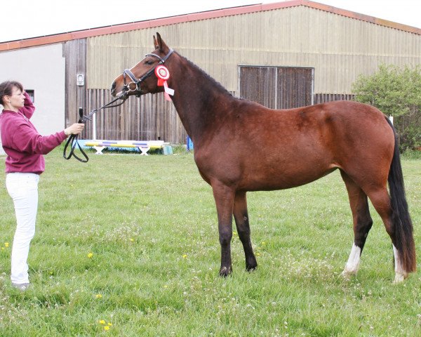 broodmare Pollyana Emmylou (German Sport Horse, 2018, from Dipylon)