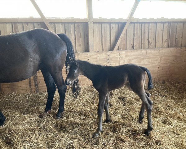 horse Kaljana (Trakehner, 2021, from Speedway 7)