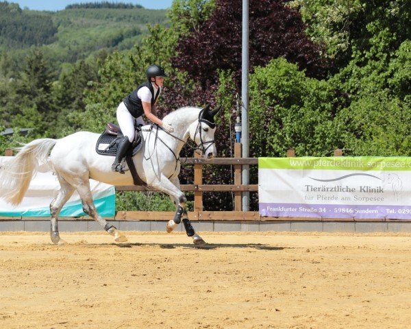 Springpferd Curtis 97 (Westfale, 2018, von Cornet Obolensky)