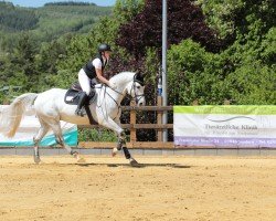 jumper Curtis 97 (Westphalian, 2018, from Cornet Obolensky)