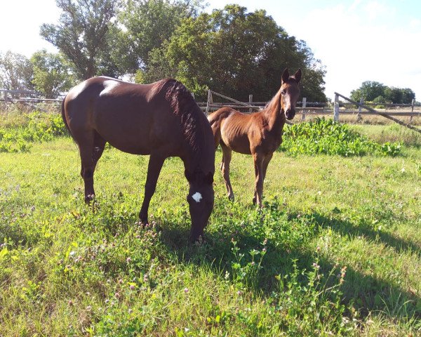 broodmare Krasnaja Vita (Trakehner, 2014, from Herakles TSF)