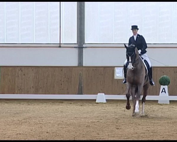 Dressurturnier Vechta 2014