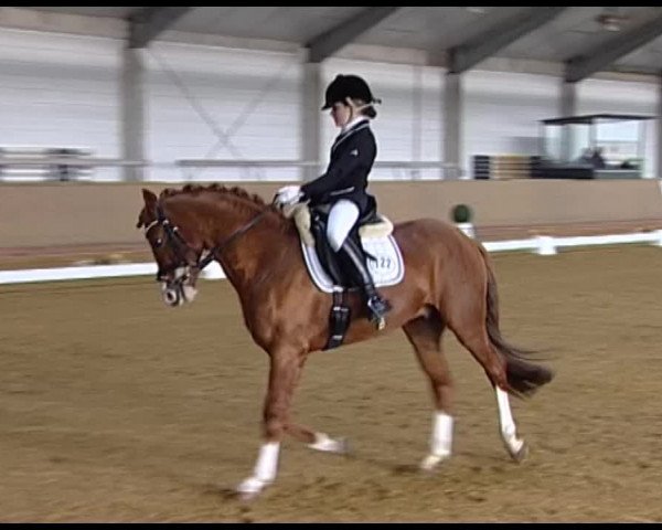Dressurturnier Vechta 2014