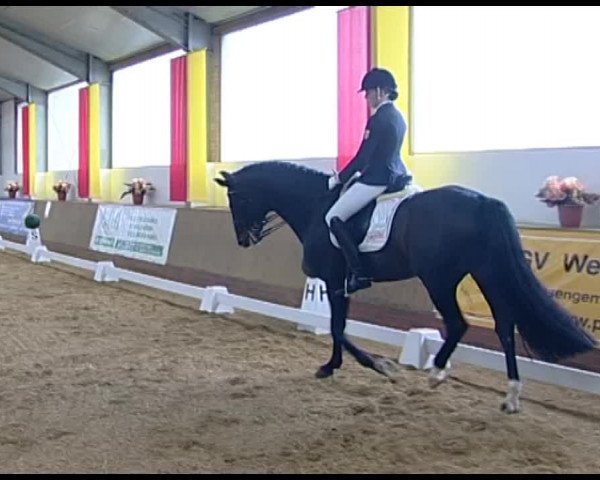 Dressurturnier Vechta 2014
