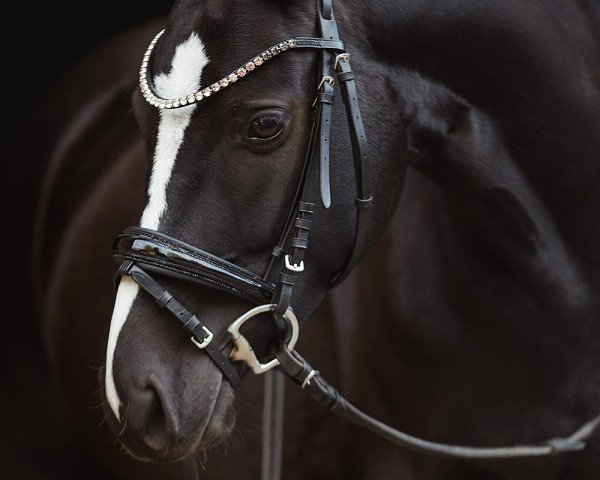jumper A Kind of Chicago (German Riding Pony, 2019, from A kind of Magic 5)