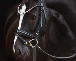 jumper A Kind of Chicago (German Riding Pony, 2019, from A kind of Magic 5)