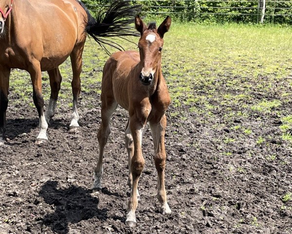 Pferd Balanda 7 (Oldenburger Springpferd, 2021, von Apardi)