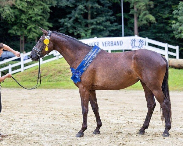 broodmare Dalara (Trakehner, 2021, from Easy Game)