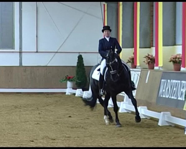 Dressurturnier Vechta 2014