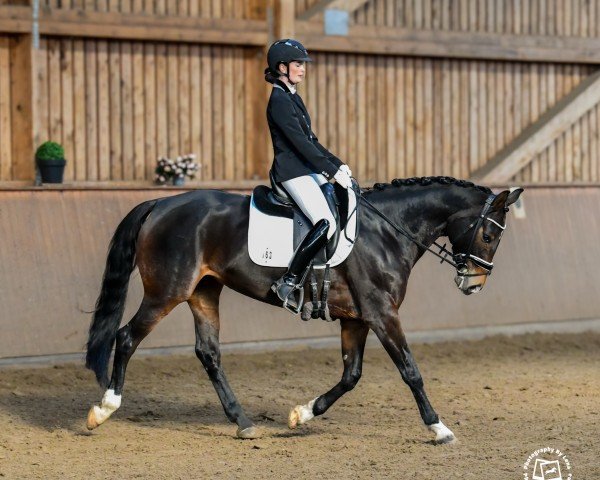Pferd Raya 95 (Hannoveraner, 2018, von Rocco Granata) Pferd Raya 95 (Hannoveraner, 2018, von Rocco Granata)