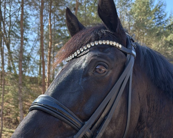 horse Swan 4 (Oldenburg, 2017, from Sezuan)